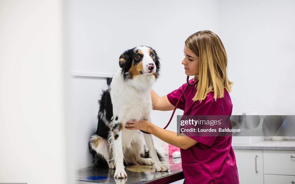 Pet emergency warning signs article cover