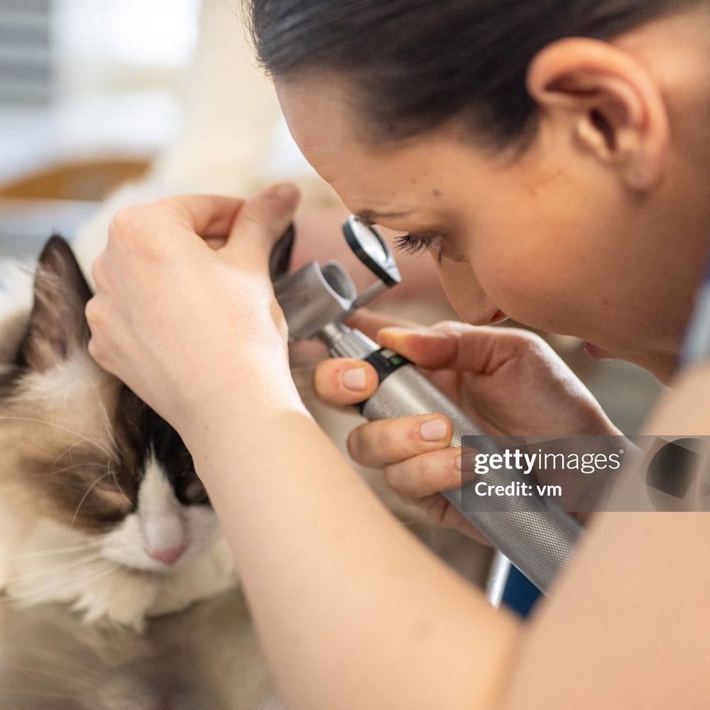Portrait of the surgery and emergency veterinarian at Vision Pet Clinic