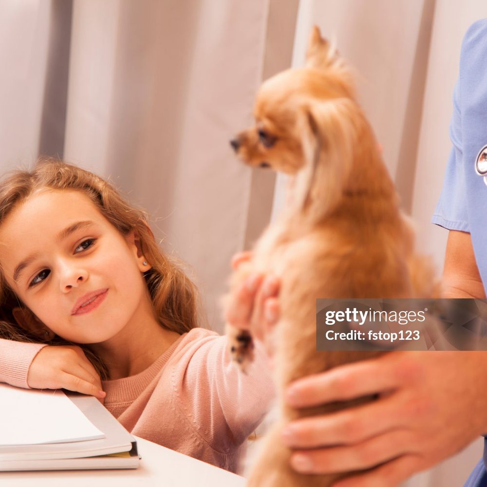 Portrait of the internal medicine veterinarian at Vision Pet Clinic