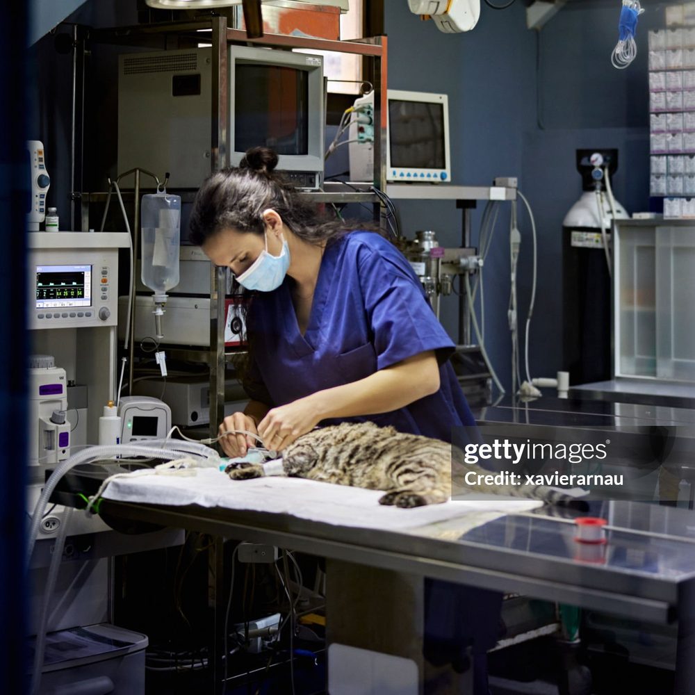 Portrait of the lead pet groomer at Vision Pet Clinic