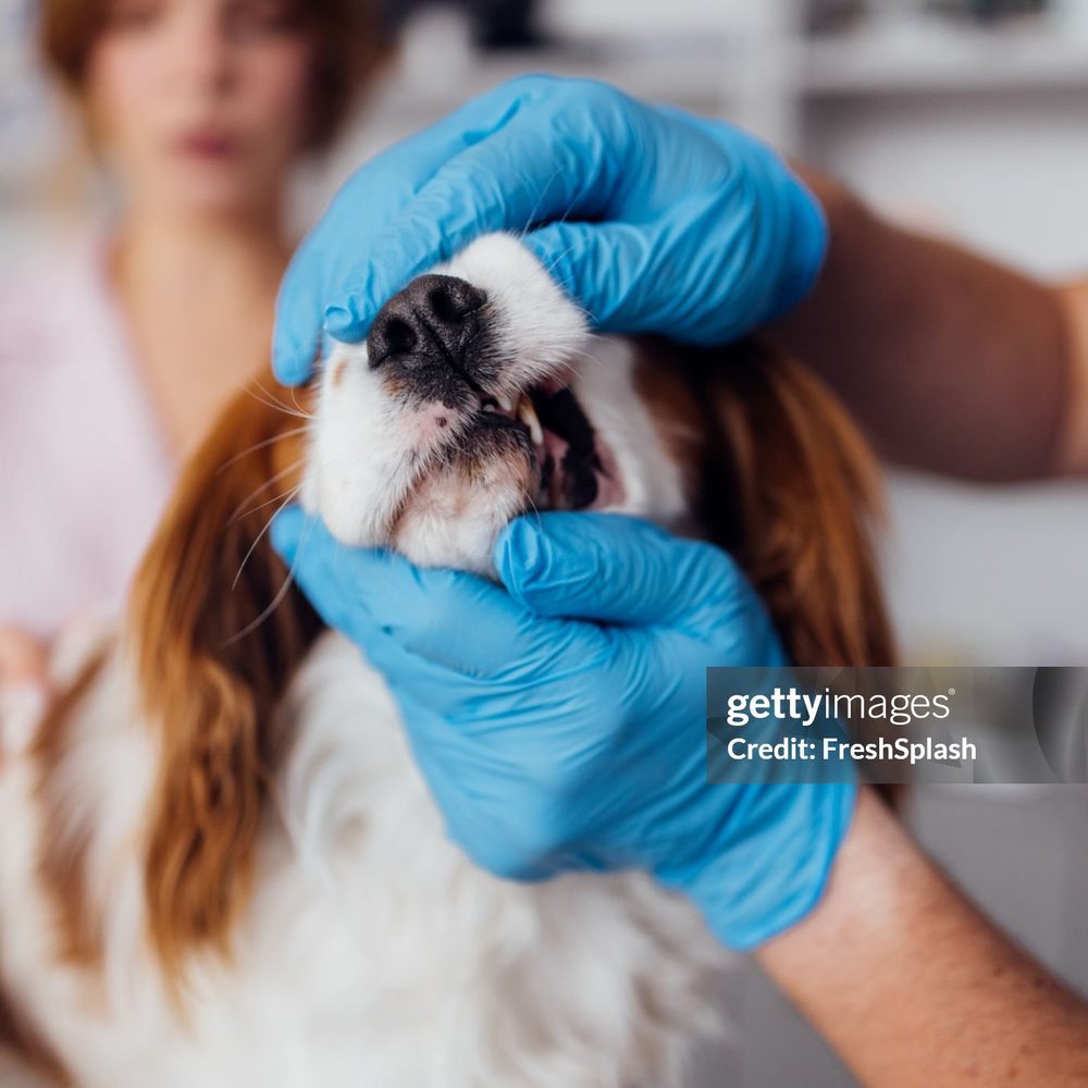 Portrait of the head veterinary nurse at Vision Pet Clinic