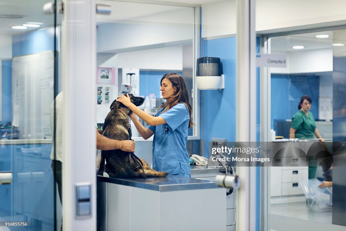 A calm consultation room at Vision Pet Clinic