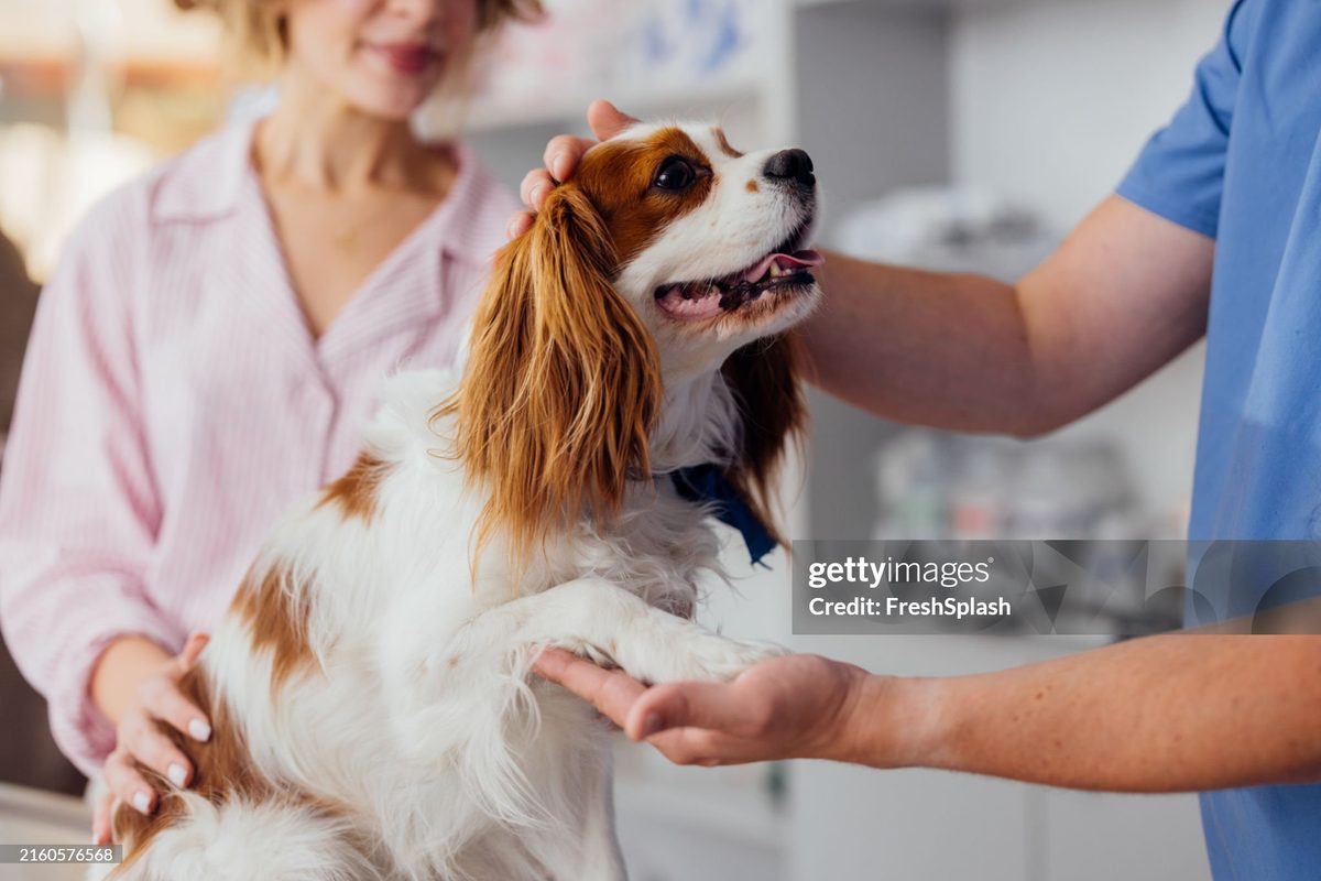 The veterinary team at Vision Pet Clinic