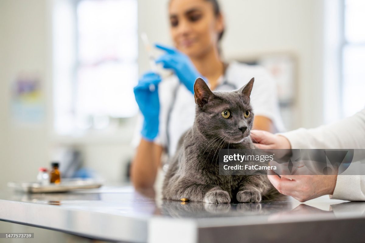 A veterinarian performing a checkup on a pet at Vision Pet Clinic