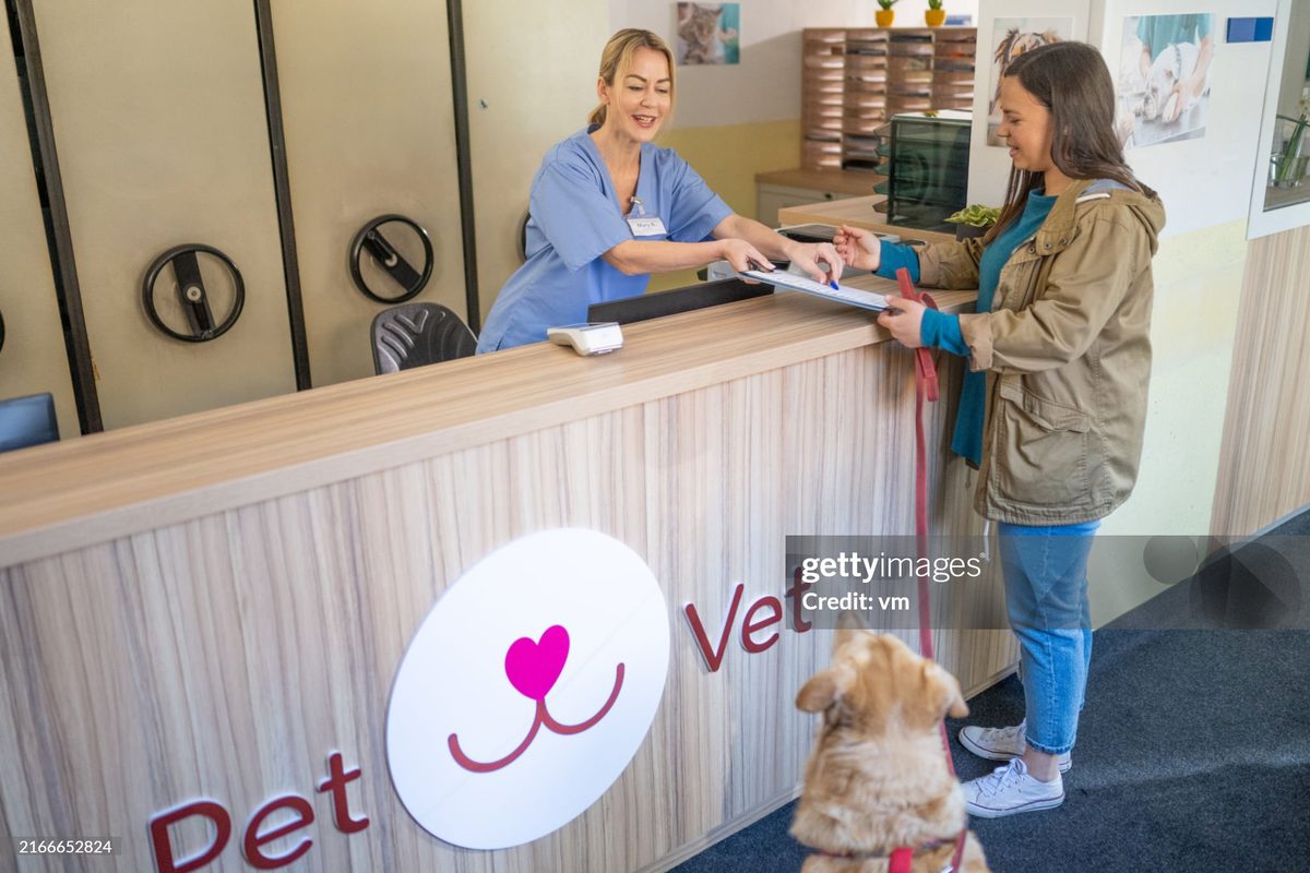 A veterinary nurse caring for a pet at Vision Pet Clinic