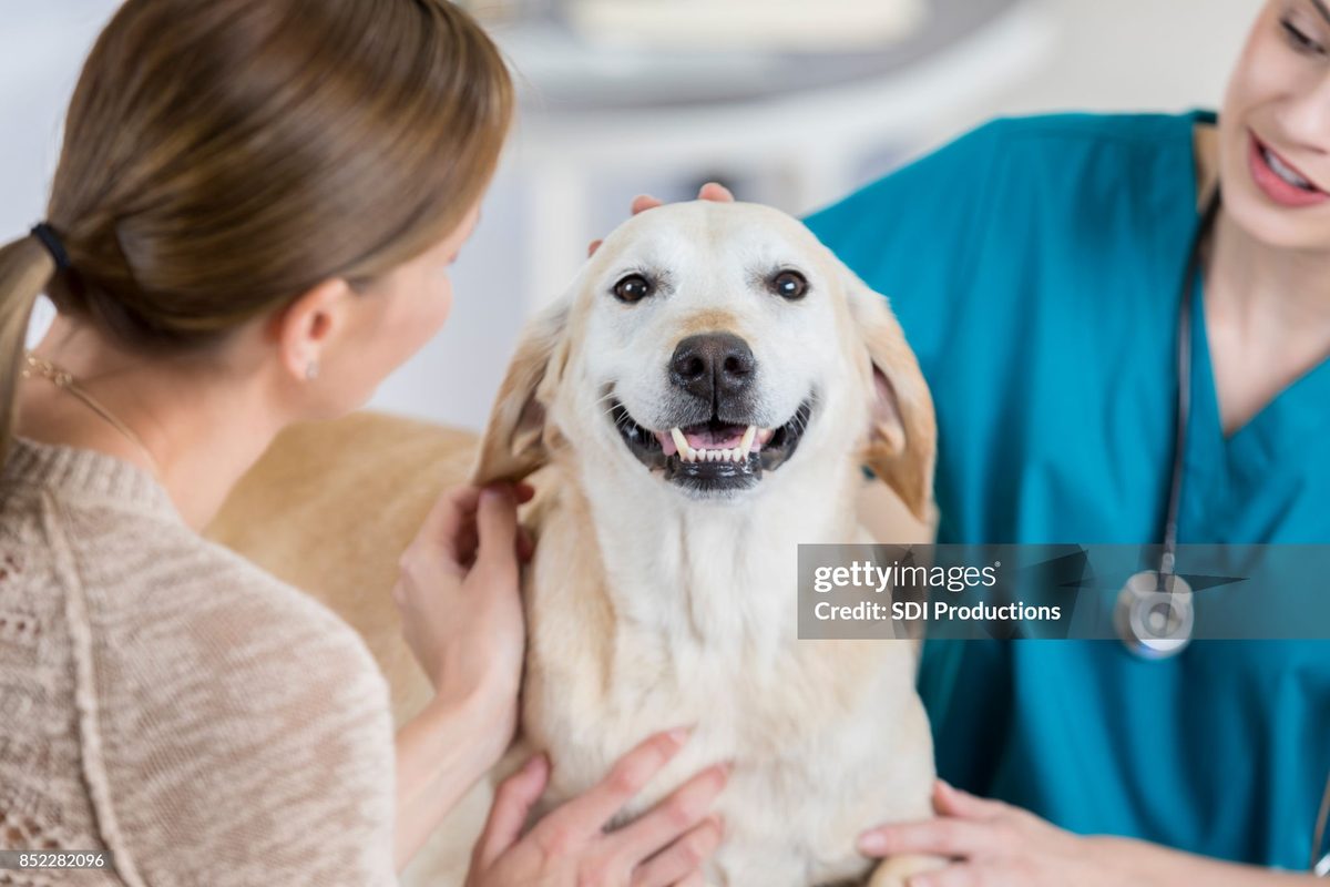 A dog enjoying a spa bath in the Vision Pet Clinic grooming suite