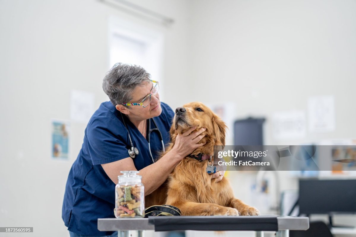 A puppy on its first visit to Vision Pet Clinic