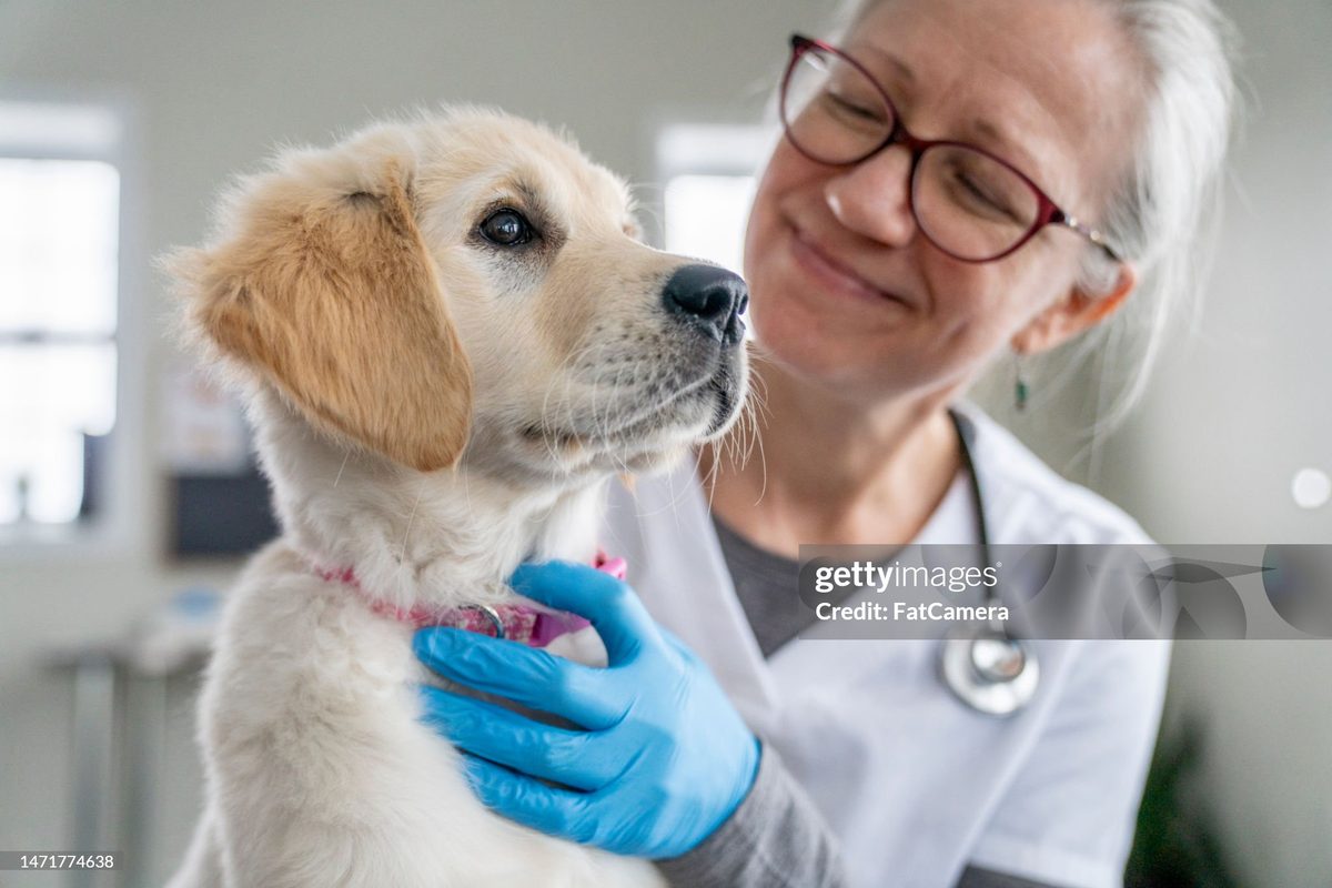 The overnight veterinary team on duty at Vision Pet Clinic